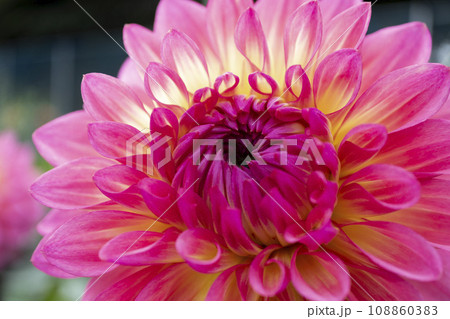 ダリアの花 108860383
