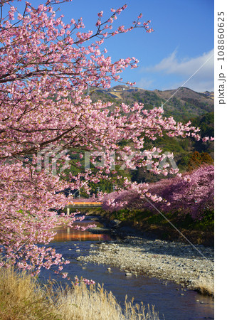 （静岡県）河津町・河津桜まつり・満開の河津桜 108860625