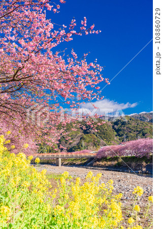（静岡県）河津町・河津桜まつり・満開の河津桜と菜の花 108860729