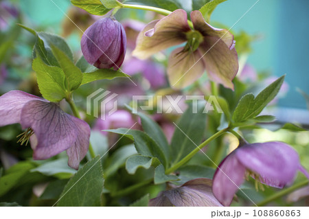 クリスマスローズ クリスマスローズ 108860863