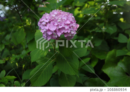 梅雨の花 アジサイ 梅雨の花 アジサイ 108860934