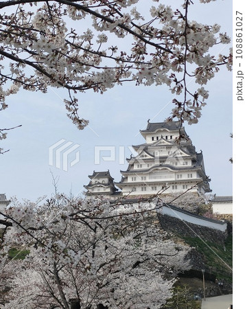 桜舞う世界遺産姫路白 桜舞う世界遺産姫路白 108861027
