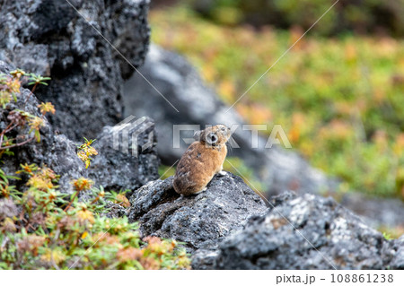 大雪山系に住むエゾナキウサギ 108861238