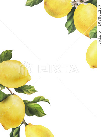 Lemons are yellow, juicy, ripe with green leaves, flower buds on the branches, whole and slices. Watercolor, hand drawn botanical illustration. Frame, template on a white background 108861257