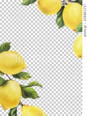 Lemons are yellow, juicy, ripe with green leaves, flower buds on the branches, whole and slices. Watercolor, hand drawn botanical illustration. Frame, template on a white background 108861257