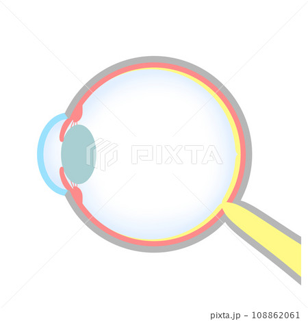 正常な眼球(正視)のイラスト 正常な眼球(正視)のイラスト 108862061