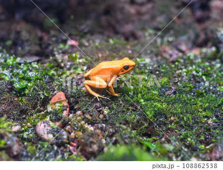 the golden dart frog or golden poison arrow frog 108862538