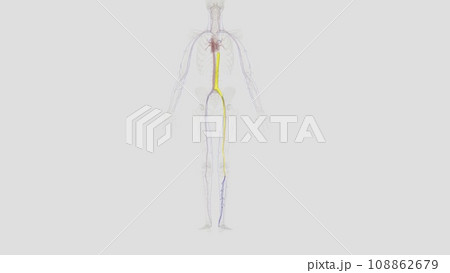 posterior tibial veins are blood vessels in your lower legs posterior tibial veins are blood vessels in your lower legs 108862679