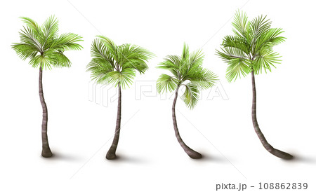 Coconut palms. Summer beach. Green plant leaves. Exotic nature. Tree trunks. Jungle flora. Fronds foliage. Rainforest greenery. Bright tropical landscape isolated objects. Vector exact botanical set 108862839
