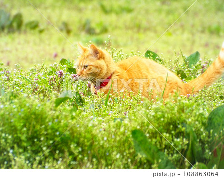 草むらの中にいる首輪をつけた猫（アメリカンショートヘアー・レッドタビー） 108863064