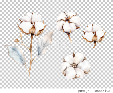 Cotton Watercolor Clipart on transparent background. 108863198