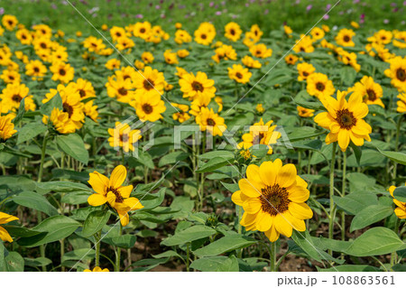 ひまわり 向日葵 ソレイユの丘 108863561