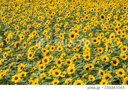 ひまわり 向日葵 ソレイユの丘 108863565