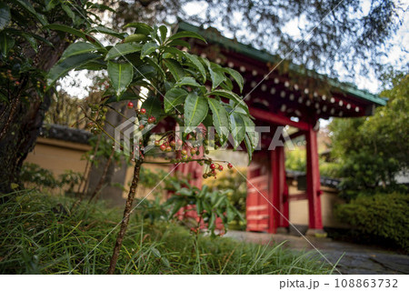 鎌倉11月 光則寺8 鎌倉11月 光則寺8 108863732