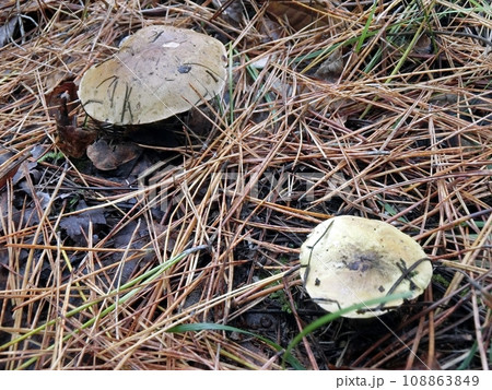 シモコシ(秋田市下新城・11/15) シモコシ(秋田市下新城・11/15) 108863849