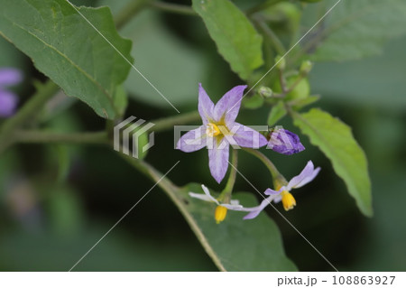 秋の野原に咲くアメリカイヌホオズキの紫色の花 108863927