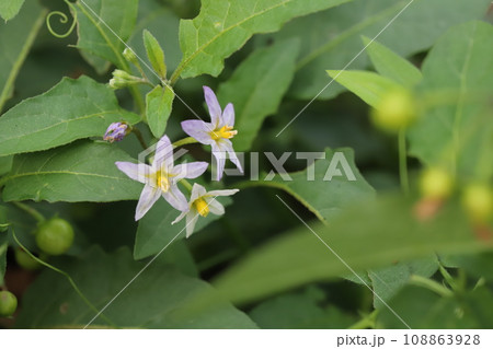 秋の野原に咲くアメリカイヌホオズキの紫色の花 108863928