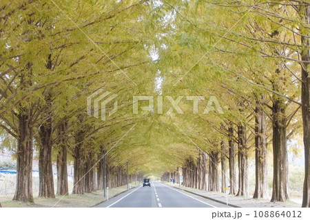 メタセコイヤの並木道 メタセコイヤの並木道 108864012