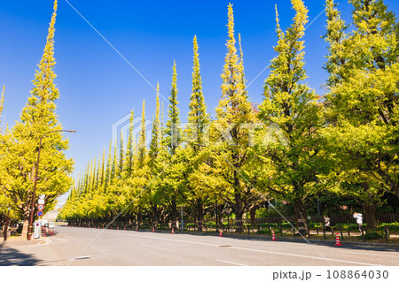 秋の神宮外苑　いちょう並木 108864030