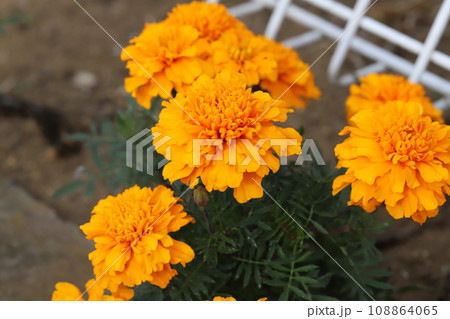 秋の庭に咲くオレンジ色のマリーゴールドの花 108864065