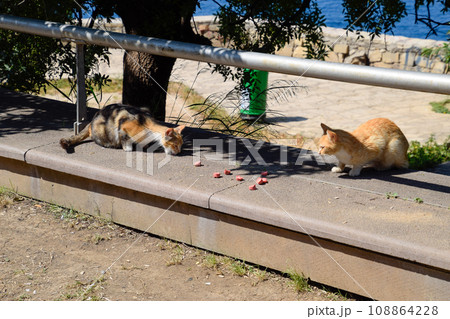 Homeless cats feed pieces of sausages on curb. 108864228