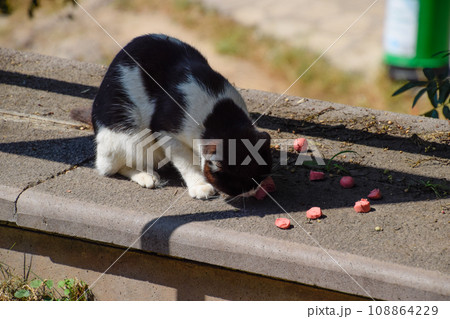 Homeless cats feed pieces of sausages on curb. 108864229