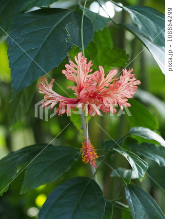 フウリンブッソウゲの花 Hibiscus schizopetalus フウリンブッソウゲの花 Hibiscus schizopetalus 108864299