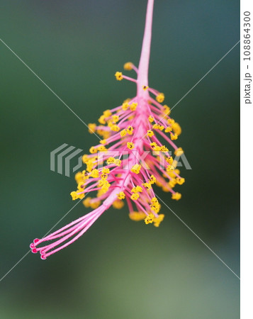 フウリンブッソウゲの花 Hibiscus schizopetalus フウリンブッソウゲの花 Hibiscus schizopetalus 108864300