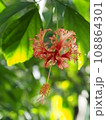 フウリンブッソウゲの花　Hibiscus schizopetalus 108864301