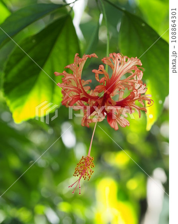 フウリンブッソウゲの花 Hibiscus schizopetalus フウリンブッソウゲの花 Hibiscus schizopetalus 108864301