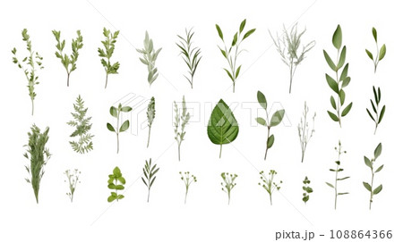 Collection of fresh spices and herbs isolated on white background 108864366