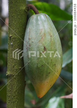 カカオの果実 108864438