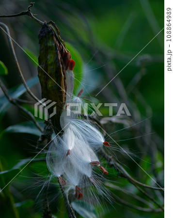 キョウチクトウ科ガガイモの種子散布 キョウチクトウ科ガガイモの種子散布 108864989