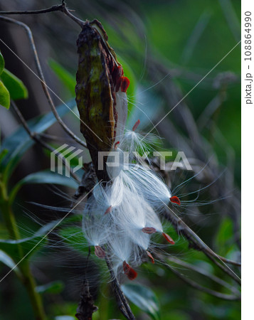 キョウチクトウ科ガガイモの種子散布 108864990