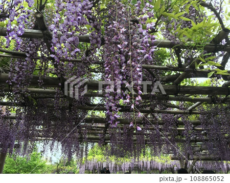 亀戸天神社の藤棚、藤の花のある風景 108865052