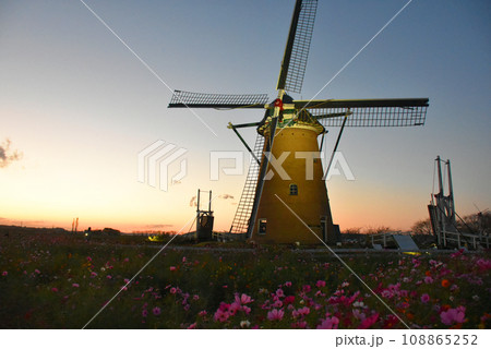 【千葉県佐倉市】佐倉ふるさと広場 コスモス園の風車と夕日 2023 【千葉県佐倉市】佐倉ふるさと広場 コスモス園の風車と夕日 2023 108865252