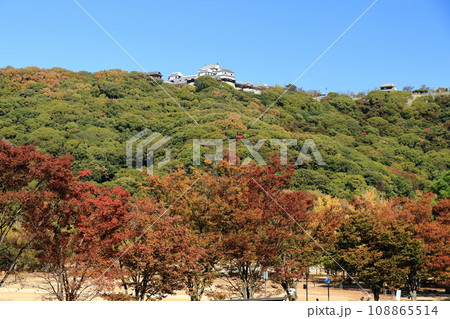 紅葉した城山公園から見上げた松山城 紅葉した城山公園から見上げた松山城 108865514