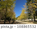 青空に映える城山公園のイチョウ並木 108865532