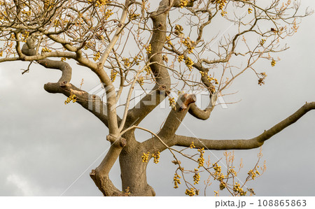 Low angle shot of an indian ghost tree aka Sterculia urens in autumn  in background of sky at The Regent park. 108865863