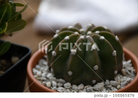 植物 108865876
