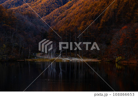 晩秋の竜ヶ沢ダムと白樺林 108866653