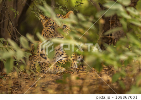 Indian wild male leopard or panther or panthera pardus fusca camouflage in monsoon green grass with eye contact in safari at national park or reserve forest of india asia Indian wild male leopard or panther or panthera pardus fusca camouflage in monsoon green grass with eye contact in safari at national park or reserve forest of india asia 108867001