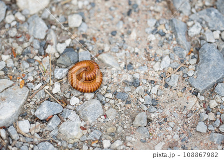 A Small brown millipedes curled up on the ground surrounded by small stones. A Small brown millipedes curled up on the ground surrounded by small stones. 108867982