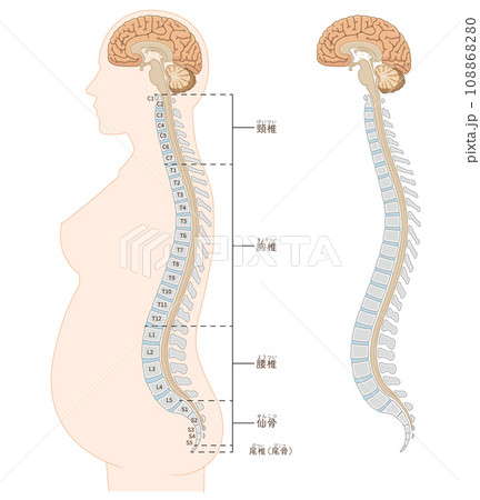 無痛分娩・硬膜外麻酔・くも膜下麻酔・背骨・脊柱・頸椎・胸椎・腰椎・仙骨・横向きのイラスト 無痛分娩・硬膜外麻酔・くも膜下麻酔・背骨・脊柱・頸椎・胸椎・腰椎・仙骨・横向きのイラスト 108868280