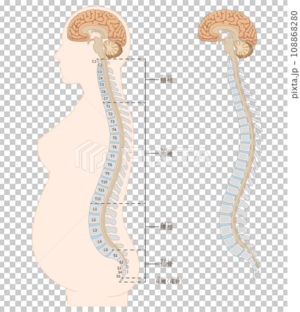 無痛分娩・硬膜外麻酔・くも膜下麻酔・背骨・脊柱・頸椎・胸椎・腰椎・仙骨・横向きのイラスト 無痛分娩・硬膜外麻酔・くも膜下麻酔・背骨・脊柱・頸椎・胸椎・腰椎・仙骨・横向きのイラスト 108868280