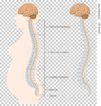 Illustration of painless childbirth, epidural anesthesia, subarachnoid anesthesia, spine, vertebral column, cervical vertebrae, thoracic vertebrae, lumbar vertebrae, sacrum, lateral orientation 108868284