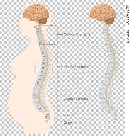 無痛分娩・硬膜外麻酔・くも膜下麻酔・背骨・脊柱・頸椎・胸椎・腰椎・仙骨・横向きのイラスト 108868284