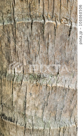 Palm bark 108868506