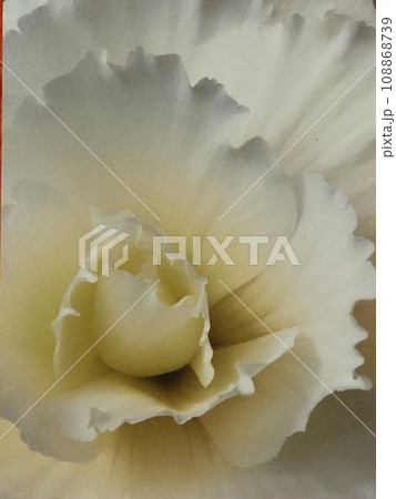 白い蓮の花 白い蓮の花 108868739