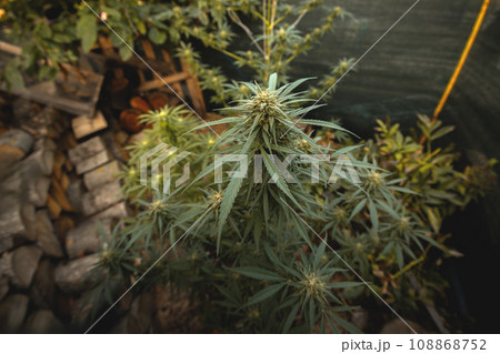 Marijuana plant in the final stages of flowering outdoors. Harvest a bud on a cannabis plant Marijuana plant in the final stages of flowering outdoors. Harvest a bud on a cannabis plant 108868752